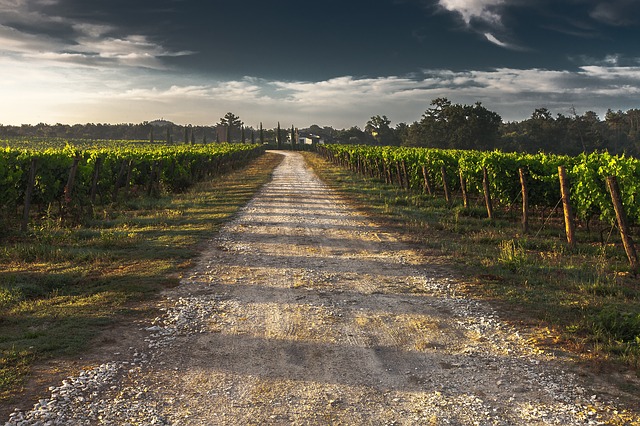 Country Road in Tuscani